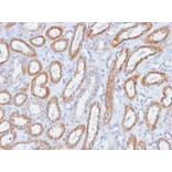 Immunohistochemistry - Anti-Integrin beta 3 Antibody [ITGB3/2166R] - BSA and Azide free (A252264) - Antibodies.com