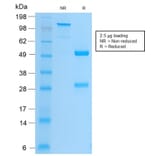 SDS-PAGE - Anti-Integrin beta 3 Antibody [ITGB3/2166R] - BSA and Azide free (A252265) - Antibodies.com