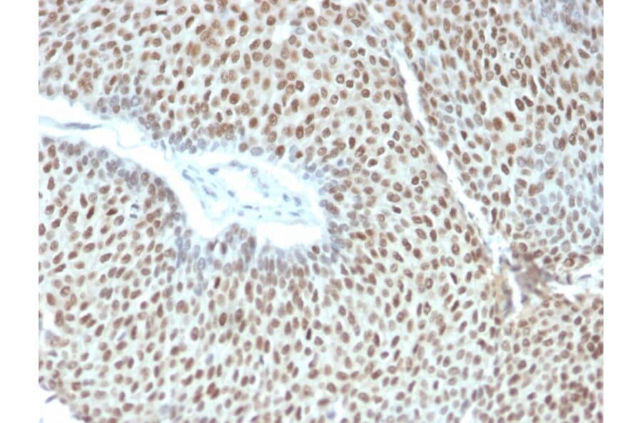 Immunohistochemistry - Anti-c-Jun (phospho Thr91 + Thr93) Antibody [C-J 4C4/1] - BSA and Azide free (A252272) - Antibodies.com