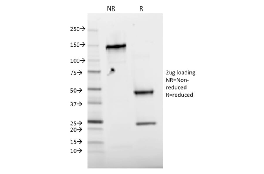 SDS-PAGE - Anti-c-Jun (phospho Thr91 + Thr93) Antibody [C-J 4C4/1] - BSA and Azide free (A252273) - Antibodies.com