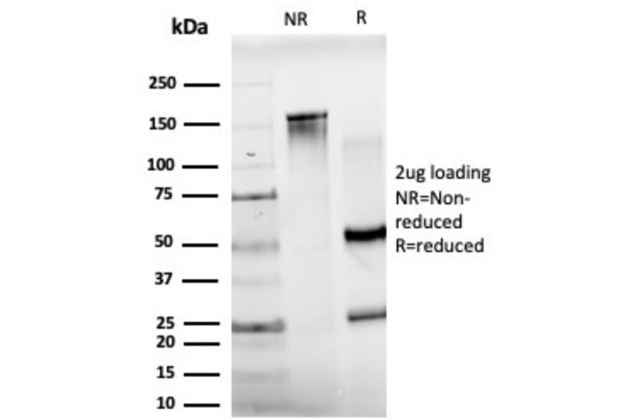 SDS-PAGE - Anti-JunB Antibody [PCRP-JUNB-3G11] - BSA and Azide free (A252274) - Antibodies.com
