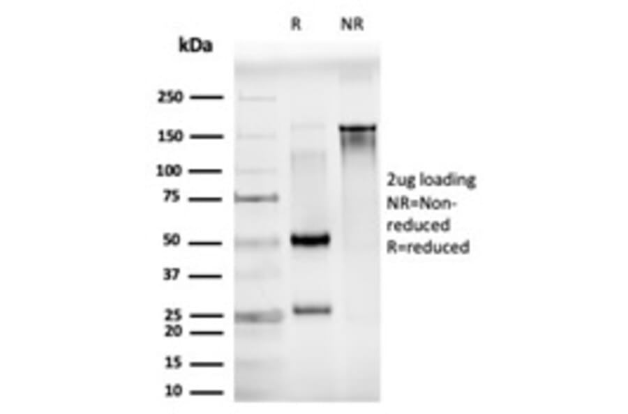 SDS-PAGE - Anti-JunB Antibody [PCRP-JUNB-3G2] - BSA and Azide free (A252275) - Antibodies.com