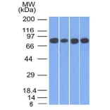 Western Blot - Anti-gamma Catenin Antibody [11E4] - BSA and Azide free (A252276) - Antibodies.com