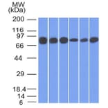 Western Blot - Anti-gamma Catenin Antibody [15F11] - BSA and Azide free (A252277) - Antibodies.com