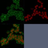 Immunofluorescence - Anti-gamma Catenin Antibody [15F11] - BSA and Azide free (A252277) - Antibodies.com