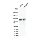 Western Blot - Anti-gamma Catenin Antibody [15F11] - BSA and Azide free (A252277) - Antibodies.com