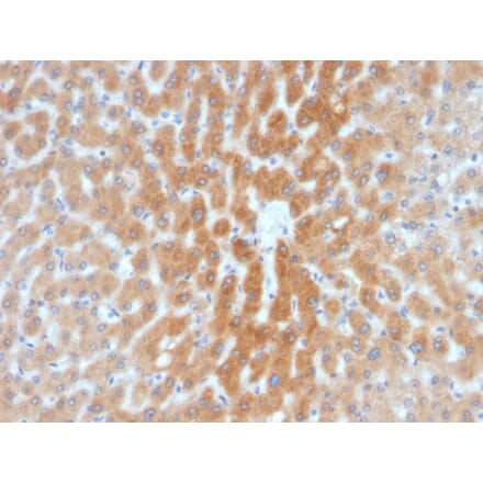 Immunohistochemistry - Anti-ARF1 Antibody [1A9/5] - BSA and Azide free (A252282) - Antibodies.com