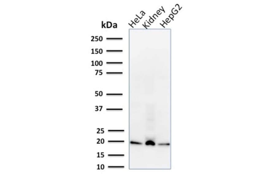 Western Blot - Anti-ARF1 Antibody [1A9/5] - BSA and Azide free (A252283) - Antibodies.com