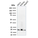 Western Blot - Anti-ARF1 Antibody [1A9/5] - BSA and Azide free (A252283) - Antibodies.com