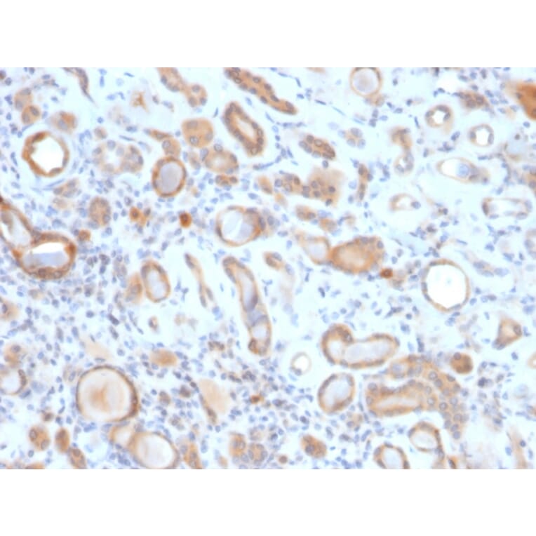 Immunohistochemistry - Anti-ARF1 Antibody [ARF1/2117] - BSA and Azide free (A252285) - Antibodies.com