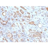 Immunohistochemistry - Anti-ARF1 Antibody [ARF1/2117] - BSA and Azide free (A252285) - Antibodies.com