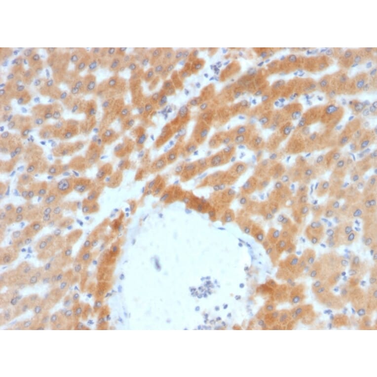 Immunohistochemistry - Anti-ARF1 Antibody [ARF1/2117] - BSA and Azide free (A252285) - Antibodies.com