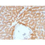 Immunohistochemistry - Anti-ARF1 Antibody [ARF1/2117] - BSA and Azide free (A252285) - Antibodies.com