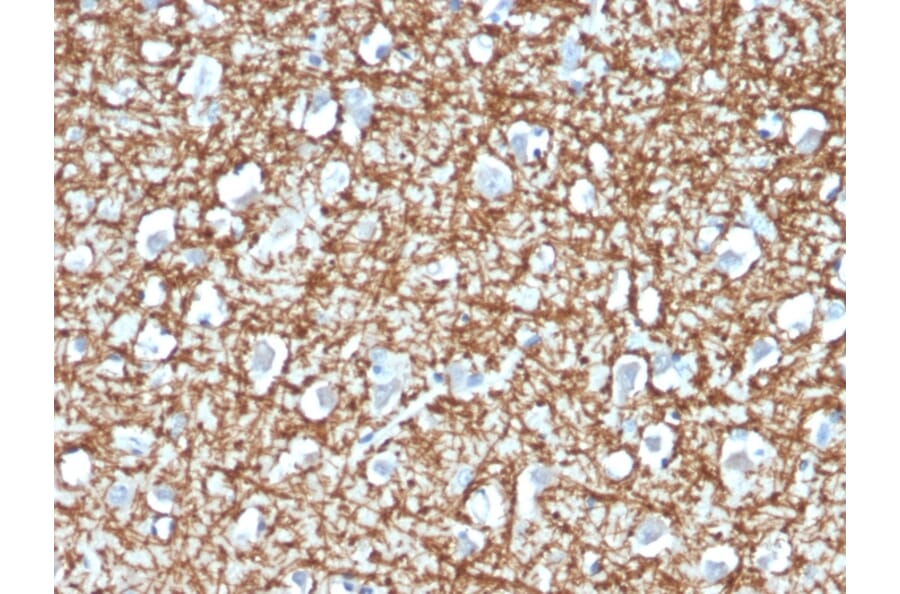 Immunohistochemistry - Anti-ARF1 Antibody [ARF1/2117] - BSA and Azide free (A252284) - Antibodies.com