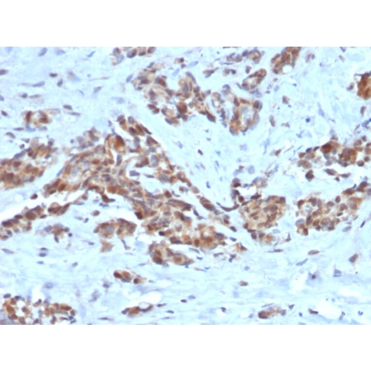 Immunohistochemistry - Anti-ARF1 Antibody [ARF1/2117] - BSA and Azide free (A252285) - Antibodies.com