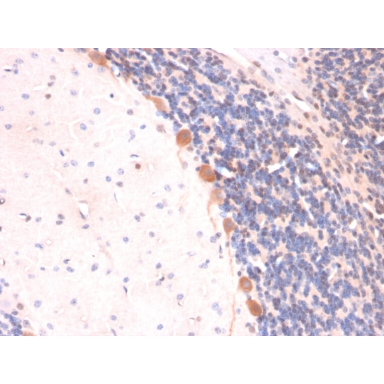 Immunohistochemistry - Anti-ARF1 Antibody [ARF1/2117] - BSA and Azide free (A252285) - Antibodies.com