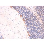 Immunohistochemistry - Anti-ARF1 Antibody [ARF1/2117] - BSA and Azide free (A252285) - Antibodies.com
