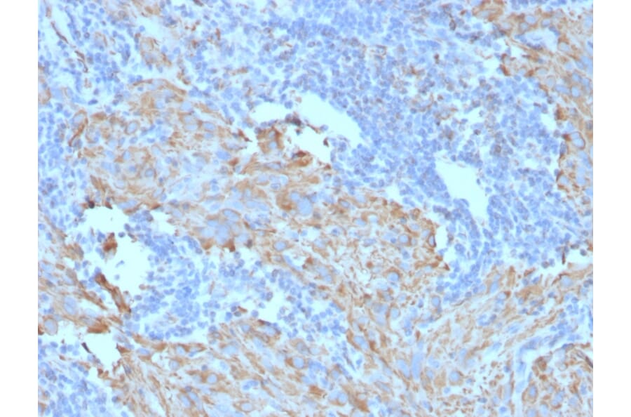 Immunohistochemistry - Anti-c-Kit Antibody [C117/370] - BSA and Azide free (A252292) - Antibodies.com