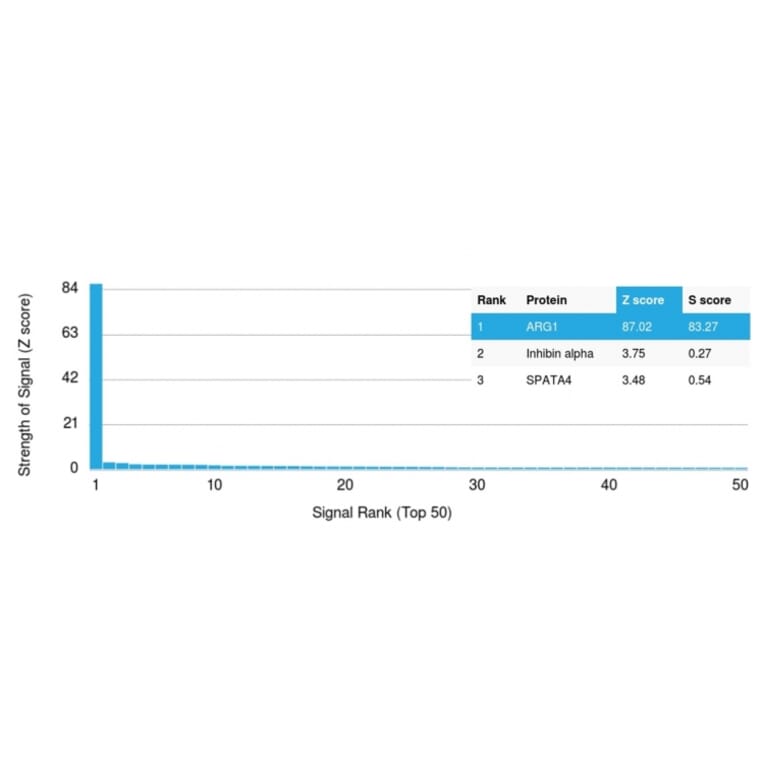 Protein Array - Anti-Arginase 1 Antibody [ARG1/1125] - BSA and Azide free (A252295) - Antibodies.com