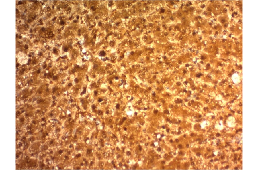 Immunohistochemistry - Anti-Arginase 1 Antibody [ARG1/1126] - BSA and Azide free (A252297) - Antibodies.com