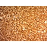 Immunohistochemistry - Anti-Arginase 1 Antibody [ARG1/1126] - BSA and Azide free (A252297) - Antibodies.com