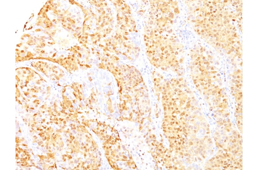 Immunohistochemistry - Anti-Arginase 1 Antibody [ARG1/1125+ ARG1/1126] - BSA and Azide free (A252297) - Antibodies.com