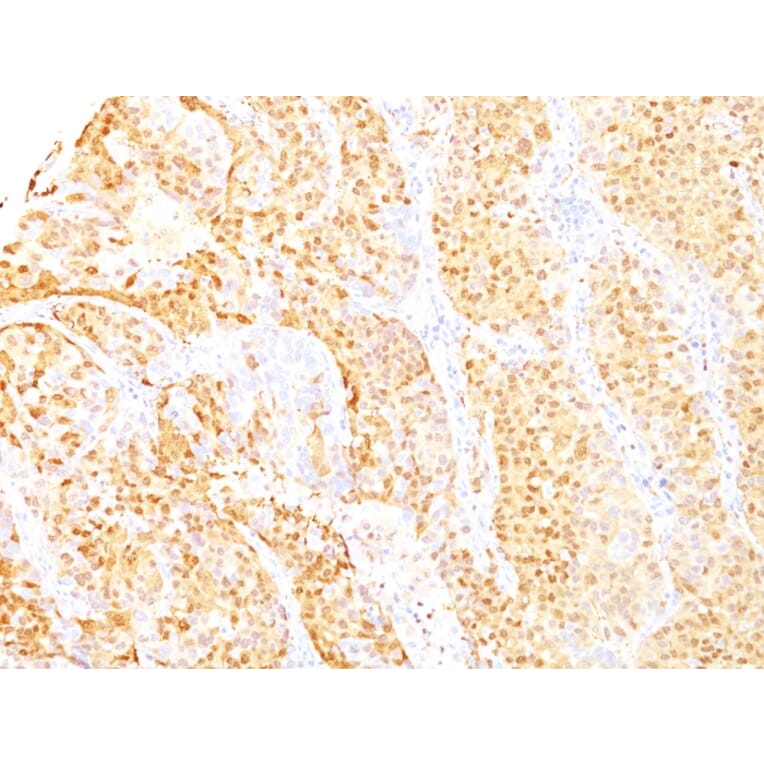 Immunohistochemistry - Anti-Arginase 1 Antibody [ARG1/1125+ ARG1/1126] - BSA and Azide free (A252297) - Antibodies.com