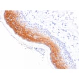 Immunohistochemistry - Anti-Cytokeratin 1 Antibody [KRT1/1840] - BSA and Azide free (A252300) - Antibodies.com