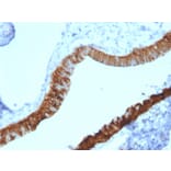Immunohistochemistry - Anti-Cytokeratin 3 Antibody [KRT3/2130] - BSA and Azide free (A252301) - Antibodies.com
