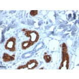 Immunohistochemistry - Anti-Cytokeratin 3 Antibody [KRT3/2130] - BSA and Azide free (A252301) - Antibodies.com