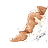Immunohistochemistry - Anti-Cytokeratin 4 Antibody [KRT4/2804] - BSA and Azide free (A252303) - Antibodies.com