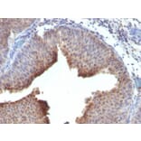 Immunohistochemistry - Anti-Cytokeratin 6 Antibody [LHK6] - BSA and Azide free (A252306) - Antibodies.com