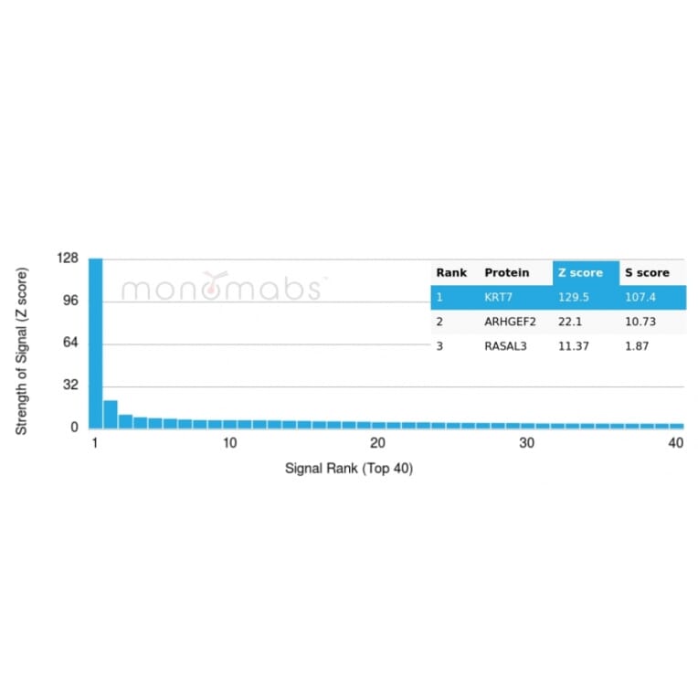 Protein Array - Anti-Cytokeratin 7 Antibody [rOV-TL12/30] - BSA and Azide free (A252312) - Antibodies.com