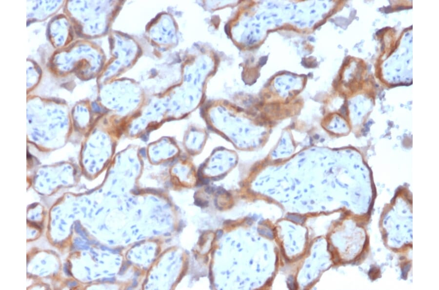 Immunohistochemistry - Anti-Cytokeratin 7 Antibody [KRT7/2200] - BSA and Azide free (A252314) - Antibodies.com