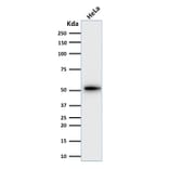 Western Blot - Anti-Cytokeratin 7 Antibody [KRT7/2200] - BSA and Azide free (A252314) - Antibodies.com