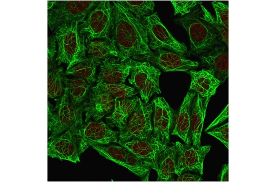 Immunofluorescence - Anti-Cytokeratin 7 Antibody [OV-TL12/30] - BSA and Azide free (A252315) - Antibodies.com
