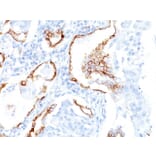 Immunohistochemistry - Anti-Cytokeratin 7 Antibody [K72.7] - BSA and Azide free (A252317) - Antibodies.com