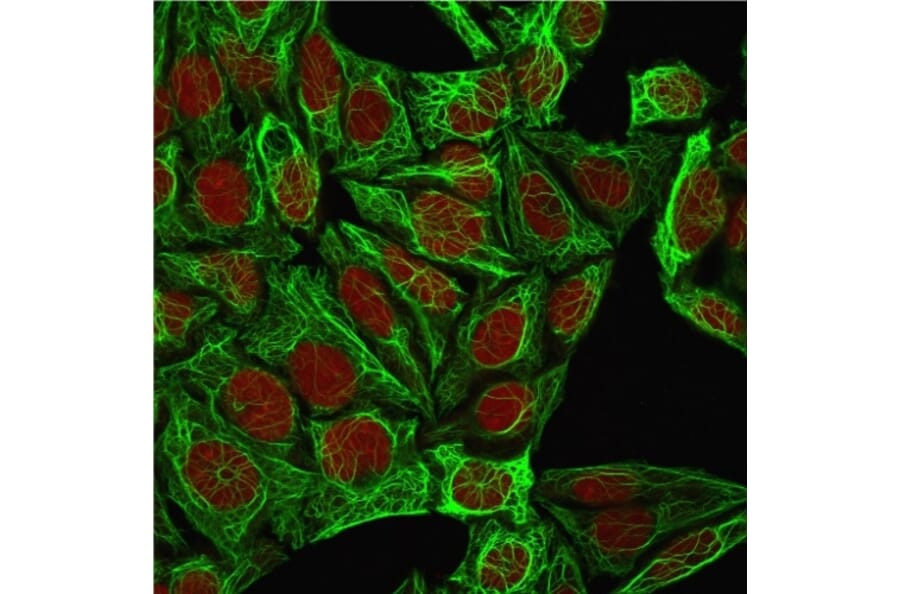 Immunofluorescence - Anti-Cytokeratin 7 Antibody [K72.7] - BSA and Azide free (A252317) - Antibodies.com