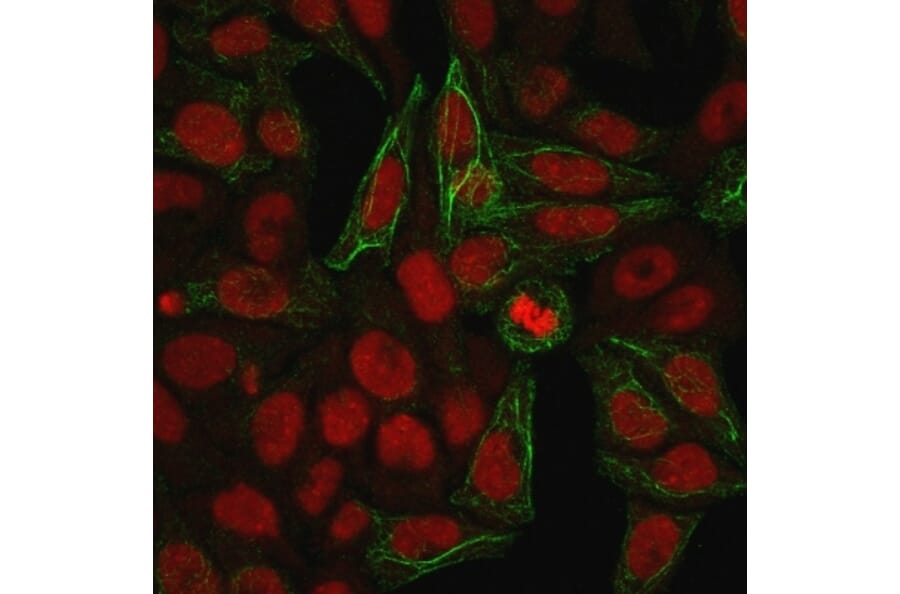 Immunofluorescence - Anti-Cytokeratin 7 Antibody [KRT7/903] - BSA and Azide free (A252318) - Antibodies.com