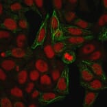 Immunofluorescence - Anti-Cytokeratin 7 Antibody [KRT7/903] - BSA and Azide free (A252318) - Antibodies.com