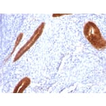 Immunohistochemistry - Anti-Cytokeratin 7 Antibody [KRT7/760] - BSA and Azide free (A252319) - Antibodies.com