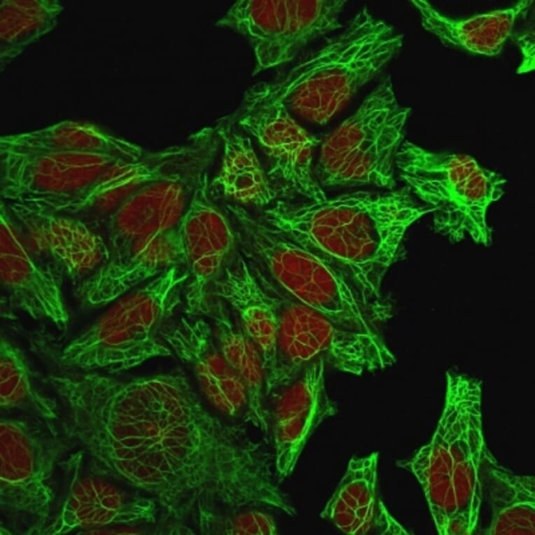 Immunofluorescence - Anti-Cytokeratin 7 Antibody [KRT7/760] - BSA and Azide free (A252319) - Antibodies.com