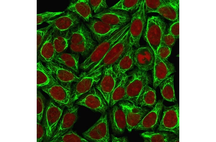 Immunofluorescence - Anti-Cytokeratin 7 Antibody [KRT7/760 + KRT7/903] - BSA and Azide free (A252319) - Antibodies.com