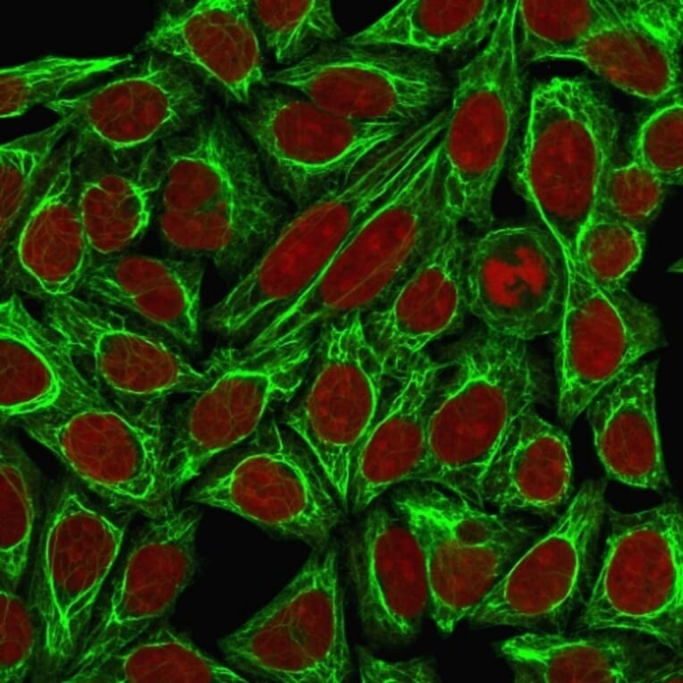 Immunofluorescence - Anti-Cytokeratin 7 Antibody [KRT7/760 + KRT7/903] - BSA and Azide free (A252319) - Antibodies.com