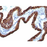 Immunohistochemistry - Anti-Cytokeratin 7 Antibody [KRT7/760 + OV-TL12/30] - BSA and Azide free (A252321) - Antibodies.com