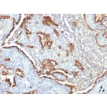 Immunohistochemistry - Anti-Cytokeratin 7 Antibody [KRT7/760 + OV-TL12/30] - BSA and Azide free (A252321) - Antibodies.com