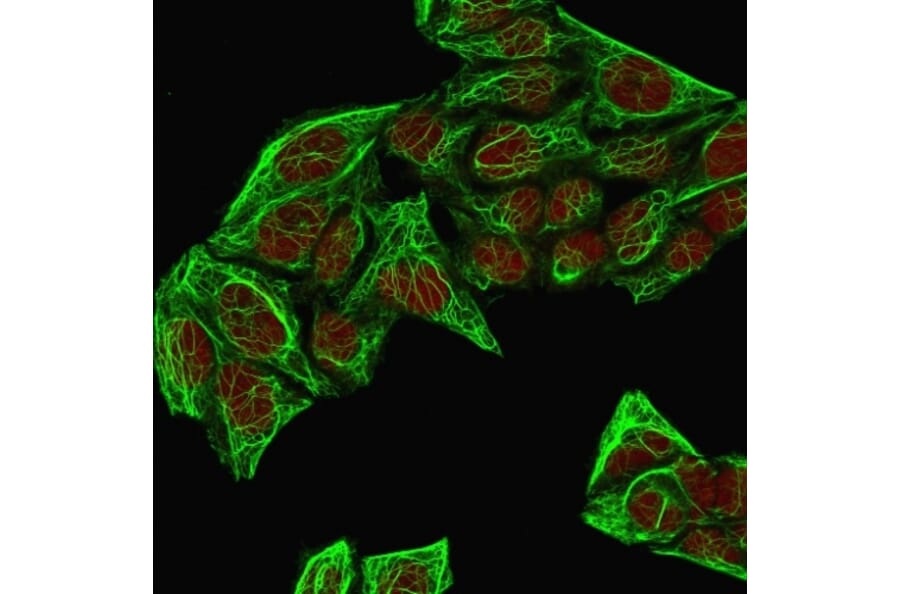 Immunofluorescence - Anti-Cytokeratin 7 Antibody [KRT7/760 + OV-TL12/30] - BSA and Azide free (A252320) - Antibodies.com