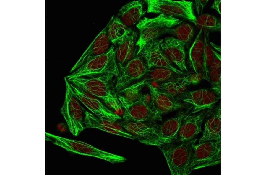 Immunofluorescence - Anti-Cytokeratin 7 Antibody [KRT7/1198] - BSA and Azide free (A252321) - Antibodies.com