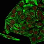 Immunofluorescence - Anti-Cytokeratin 7 Antibody [KRT7/1198] - BSA and Azide free (A252321) - Antibodies.com