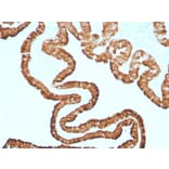 Immunohistochemistry - Anti-Cytokeratin 7 Antibody [KRT7/1499R] - BSA and Azide free (A252323) - Antibodies.com